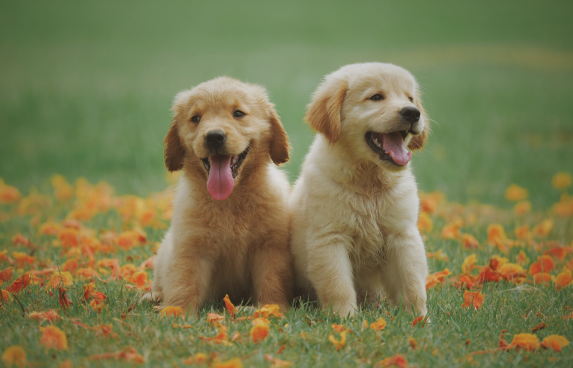 labrador