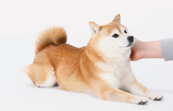 shiba