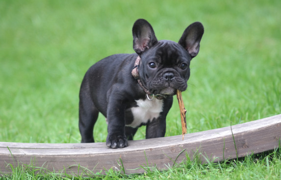 bull dog