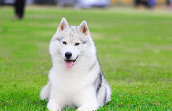 husky